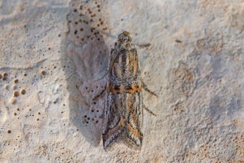 Asalebria florella